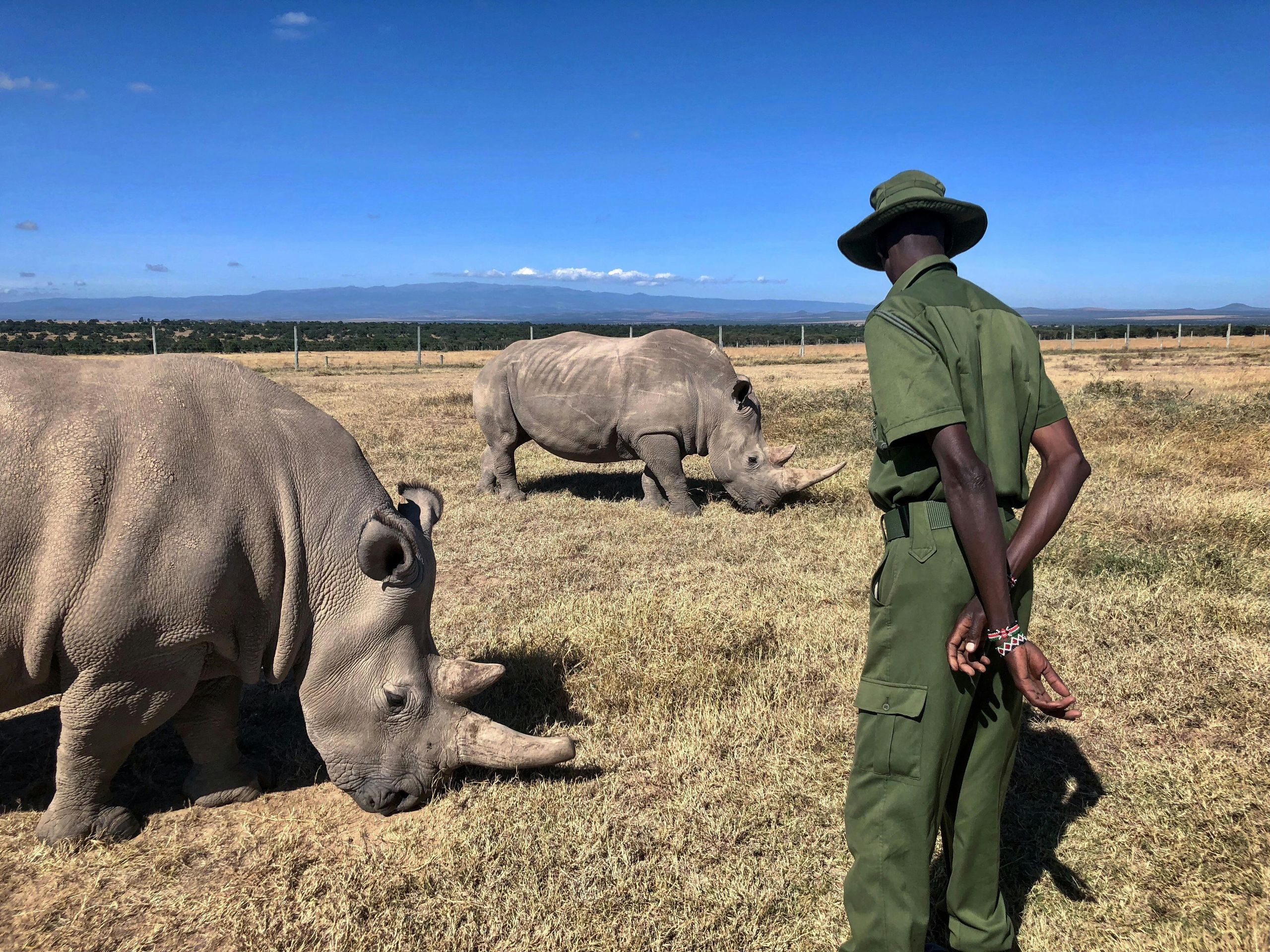 Nashörner in der Ol Pejeta Conservancy